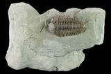 Prone Flexicalymene Trilobite With Pyrite On Head - Ohio #133874-1